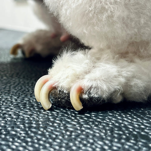 Gentle Paw & Coat Wipes