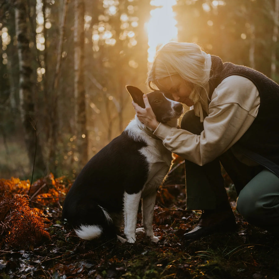 adventure dogs