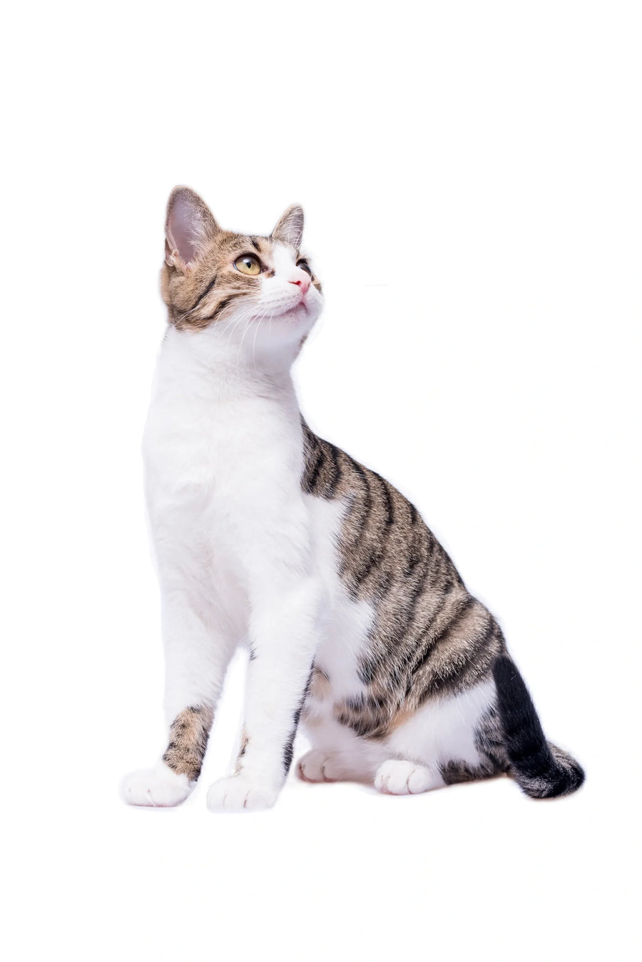 Cat Collection