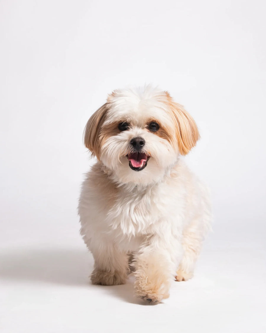 Dog Collection