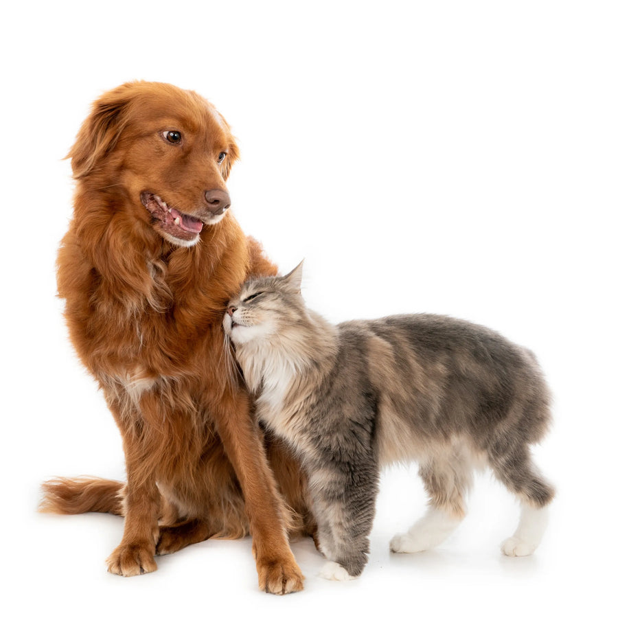 Flea & Tick Check Kit