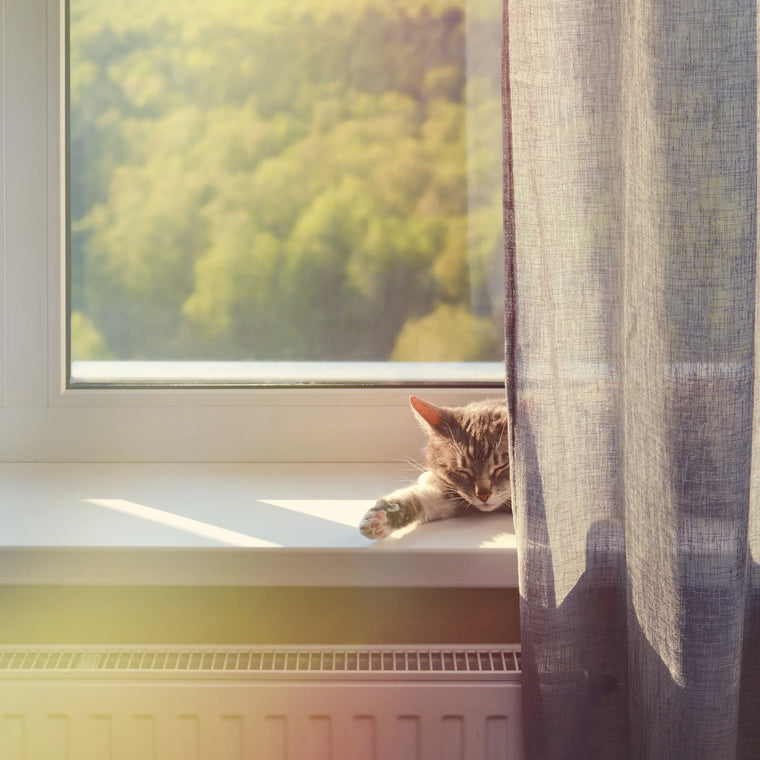 Senior pets