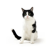 Breakaway Cat Collar - Sage