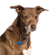 Adjustable Dog Collar - Coral