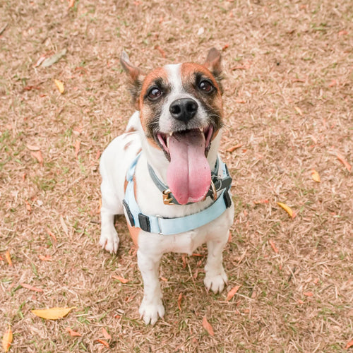 No-Pull Comfort Harness