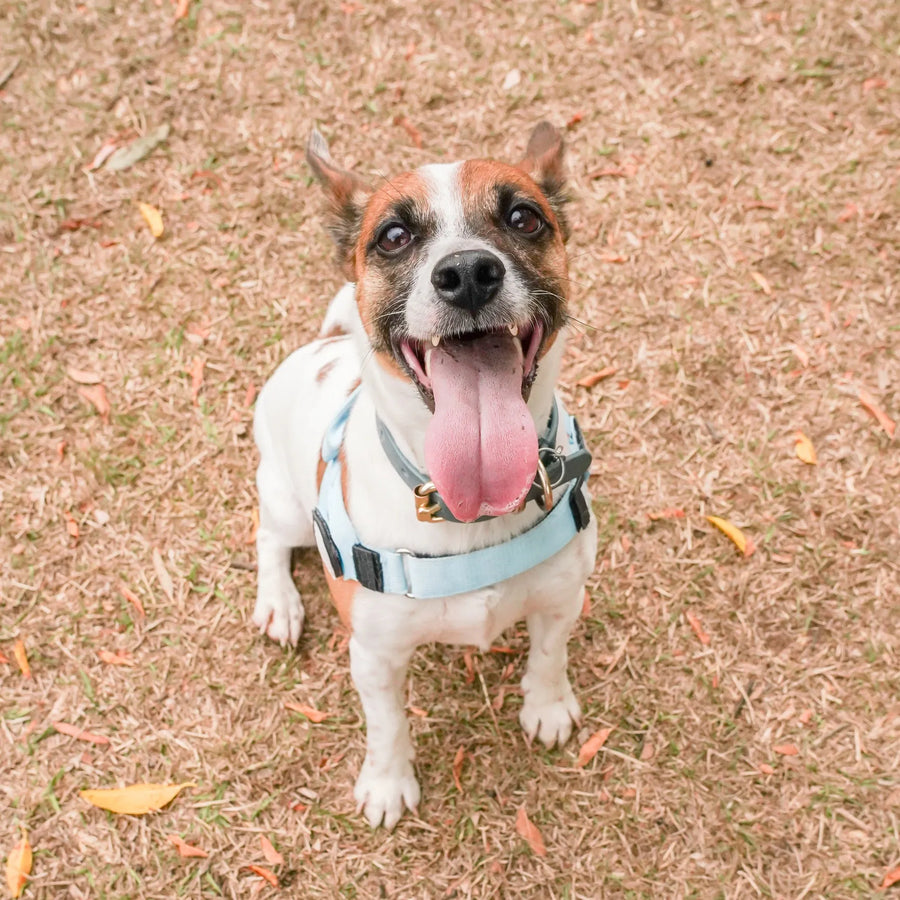 No-Pull Comfort Harness